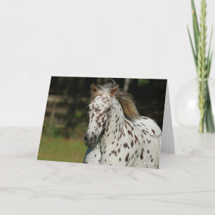 Carte Bob Langrish   Capture D'Écran Spotty Pony Of Amer