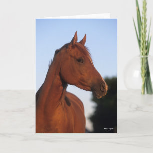 Carte Bob Langrish   Casque arabe châtaigner