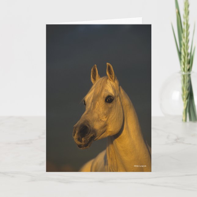 Carte Bob Langrish | Casque arabe gris au coucher du sol (Devant)