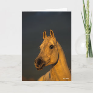 Carte Bob Langrish   Casque arabe gris au coucher du sol