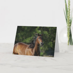 Carte Bob Langrish   Casque Cheval Dark Bay Quarter