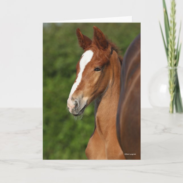 Carte Bob Langrish | Casque de Foie Chestnut Warmblood (Devant)