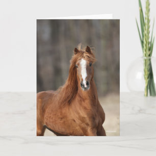 Carte Bob Langrish   Casque Hackney de châtaignes