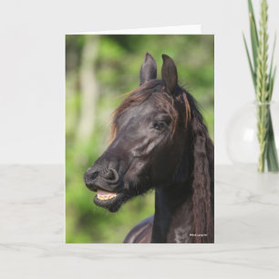 Carte Bob Langrish   Casquette noire Friesian Flehmen