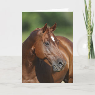 Carte Bob Langrish Chestnut Quarter Cheval Mare Headshot