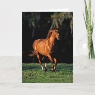 Carte Bob Langrish   Chestnut Thermoblood Mare Running