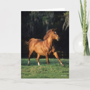 Carte Bob Langrish Chestnut Warmblood Mare Running