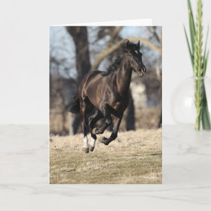 Carte Bob Langrish   Cheval Andalou Noir Courir
