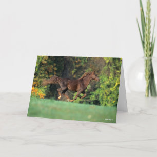 Carte Bob Langrish   Cheval de montagne Brown à la cours