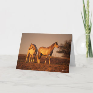 Carte Bob Langrish Deux Arabes gris debout au coucher