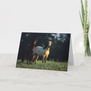 Carte Bob Langrish   Deux Mustangs Kiger debout