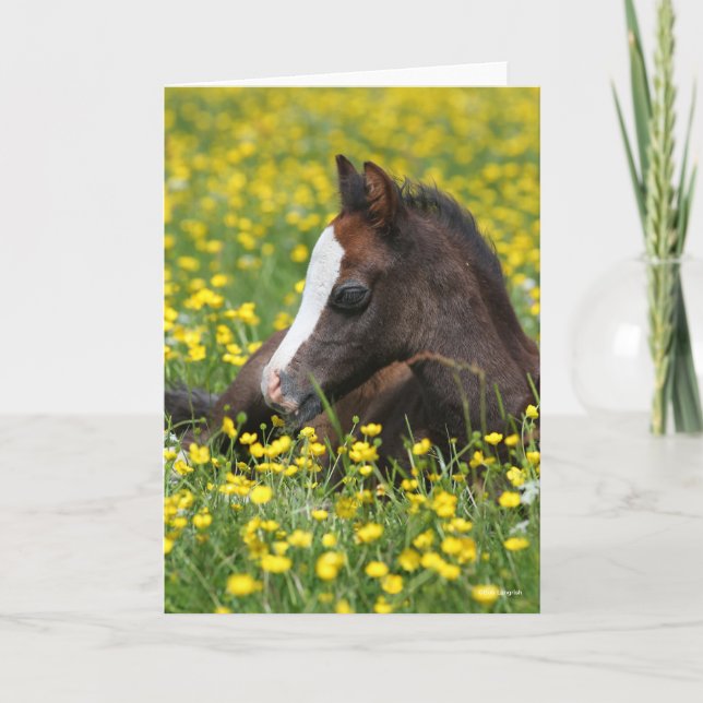 Carte Bob Langrish | Foie Gallois Pony Qui Mène Dans L'H (Devant)