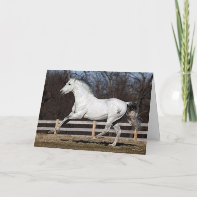 Carte Bob Langrish | Gray Andalucian Stallion Courir (Devant)