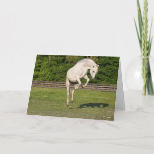 Carte Bob Langrish   Gray Andalucian Stallion Leaping