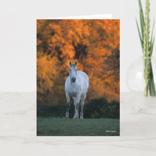 Carte Bob Langrish Gray Warmblood Standing Automne