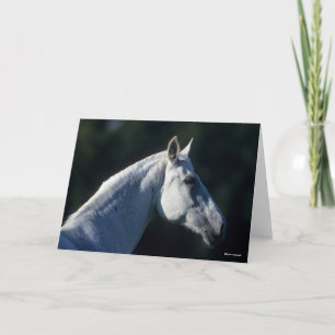 Carte Bob Langrish   Gray Warmblood Standing Headshot