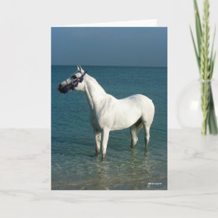 Carte Bob Langrish   Grey Arab Standing In the Sea