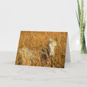 Carte Bob Langrish Grey Camargue Pony Mensonge Dans Le