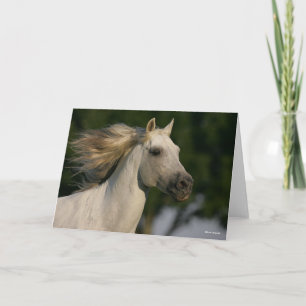 Carte Bob Langrish Grey Casque andalou Mane Flow