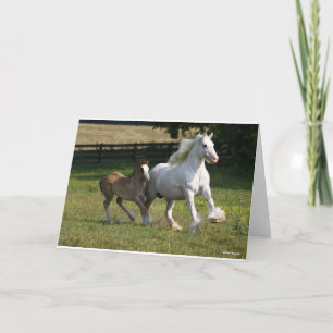 Carte Bob Langrish Gypsy Vanner Horse Mare & Foie