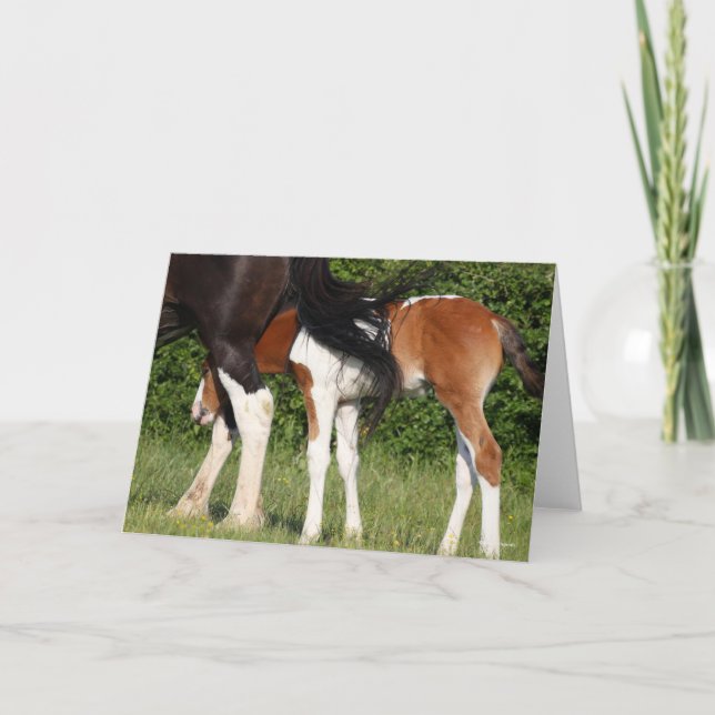 Carte Bob Langrish | Irish Sport Horse Foin Cachage (Devant)