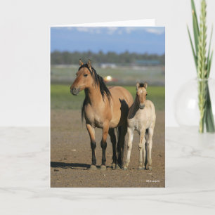 Carte Bob Langrish Kiger Mustang Mare et poulain debout