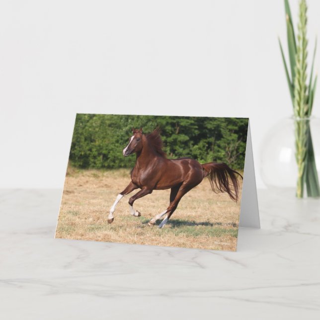 Carte Bob Langrish | L'étalon arabe châtaigner en marche (Devant)