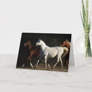 Carte Bob Langrish Marche des Mares Arabes