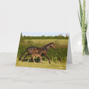 Carte Bob Langrish Mare de sang chaud et marche du pou