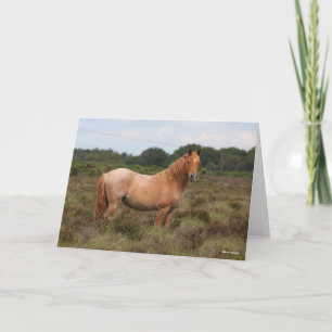 Carte Bob Langrish   Nouveau poney forestier debout dans