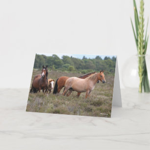 Carte Bob Langrish   Nouveaux poneys forestiers et poula