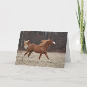 Carte Bob Langrish   Overo Paint Horse Running