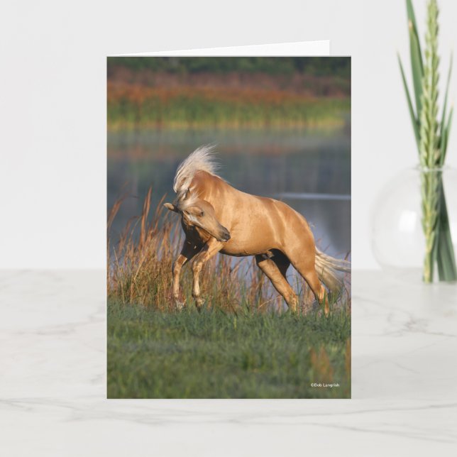 Carte Bob Langrish | Palomino Lusitano Stallion Bucking (Devant)
