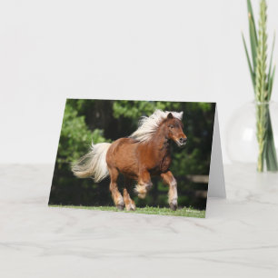 Carte Bob Langrish   Palomino Miniature Pony Running