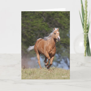 Carte Bob Langrish   Palomino Quarter Cheval Courir