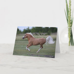 Carte Bob Langrish Palomino Welsh Pony Running