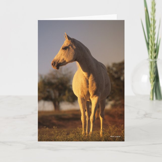 Carte Bob Langrish | Poignée arabe grise (Devant)