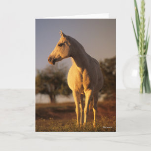 Carte Bob Langrish   Poignée arabe grise