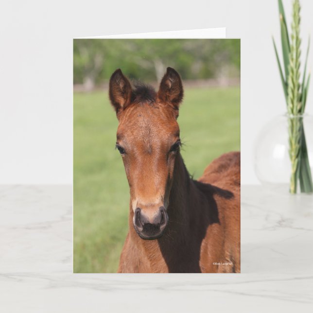 Carte Bob Langrish | Quarter Horse Foal Headshot (Devant)