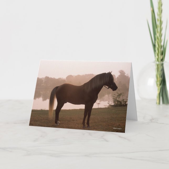 Carte Bob Langrish Rocky Mountain Horse debout rétroécla (Devant)