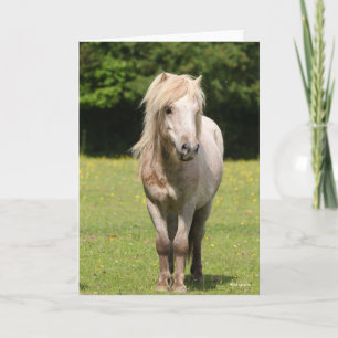 Carte Bob Langrish   Shetland Pony Standing