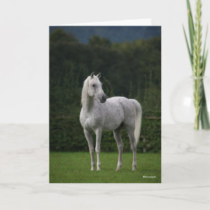 Carte Bob Langrish   Stallion arabe gris debout