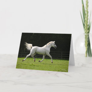 Carte Bob Langrish   Stallion arabe gris en marche