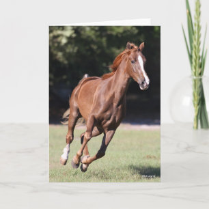 Carte Bob Langrish   Tennessee Walker Testnut Running