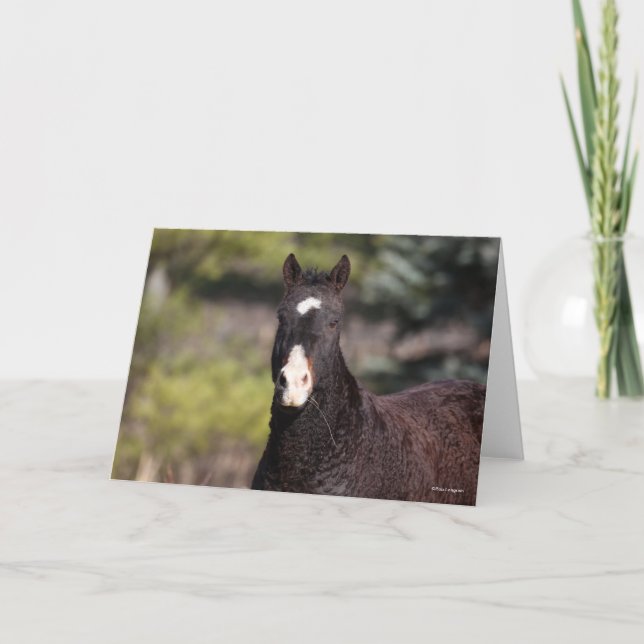 Carte Bob Langrish | Tirage de Bashkir Curly Mare (Devant)