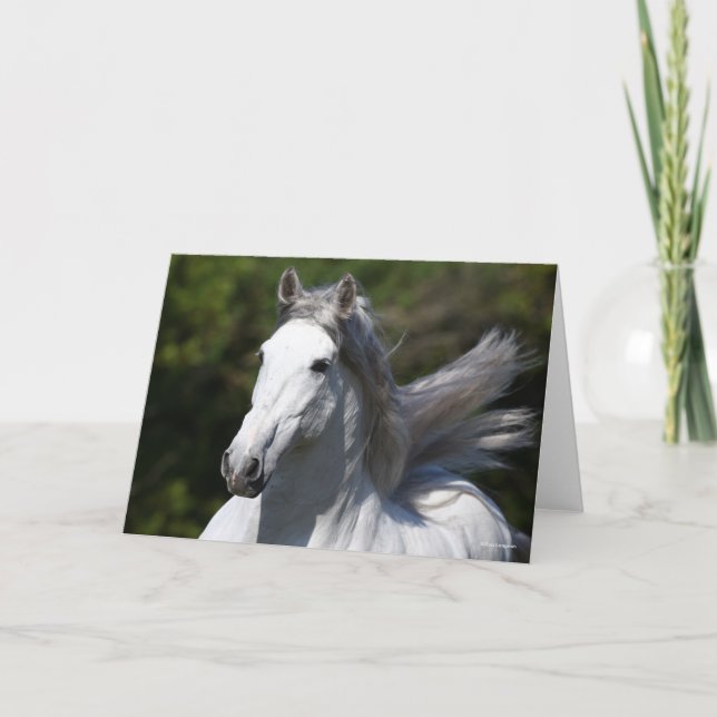 Carte Bob Langrish | Tirage d'un stallion andalou gris (Devant)