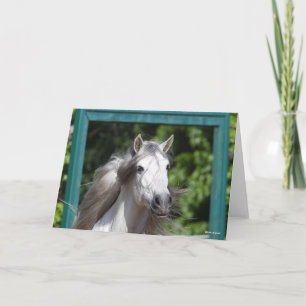 Carte Bob Langrish   Tirage d'un stallion andalou gris