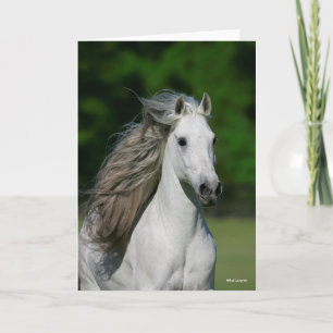 Carte Bob Langrish   Tirage d'un stallion andalou gris