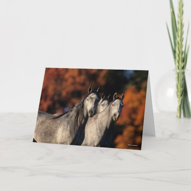 Carte Bob Langrish | Trois Arabes gris se rassemblent (Devant)