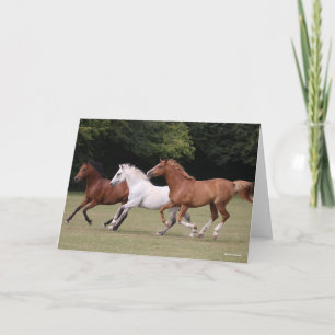 Carte Bob Langrish Trois Chevaux Arabes Courant Ensemb